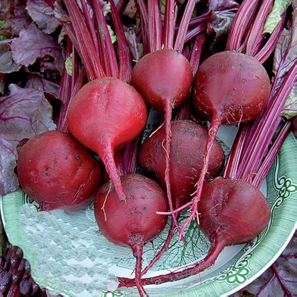 Bulls (Blood beet) for planting in garden